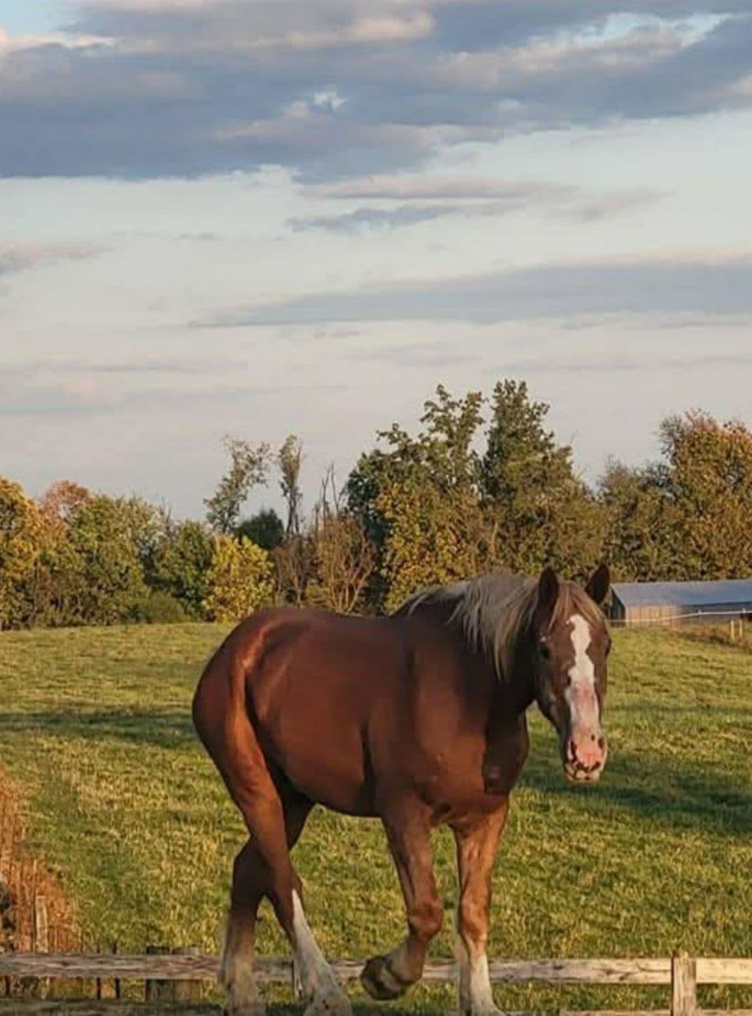 Beautiful horse for carriage rides