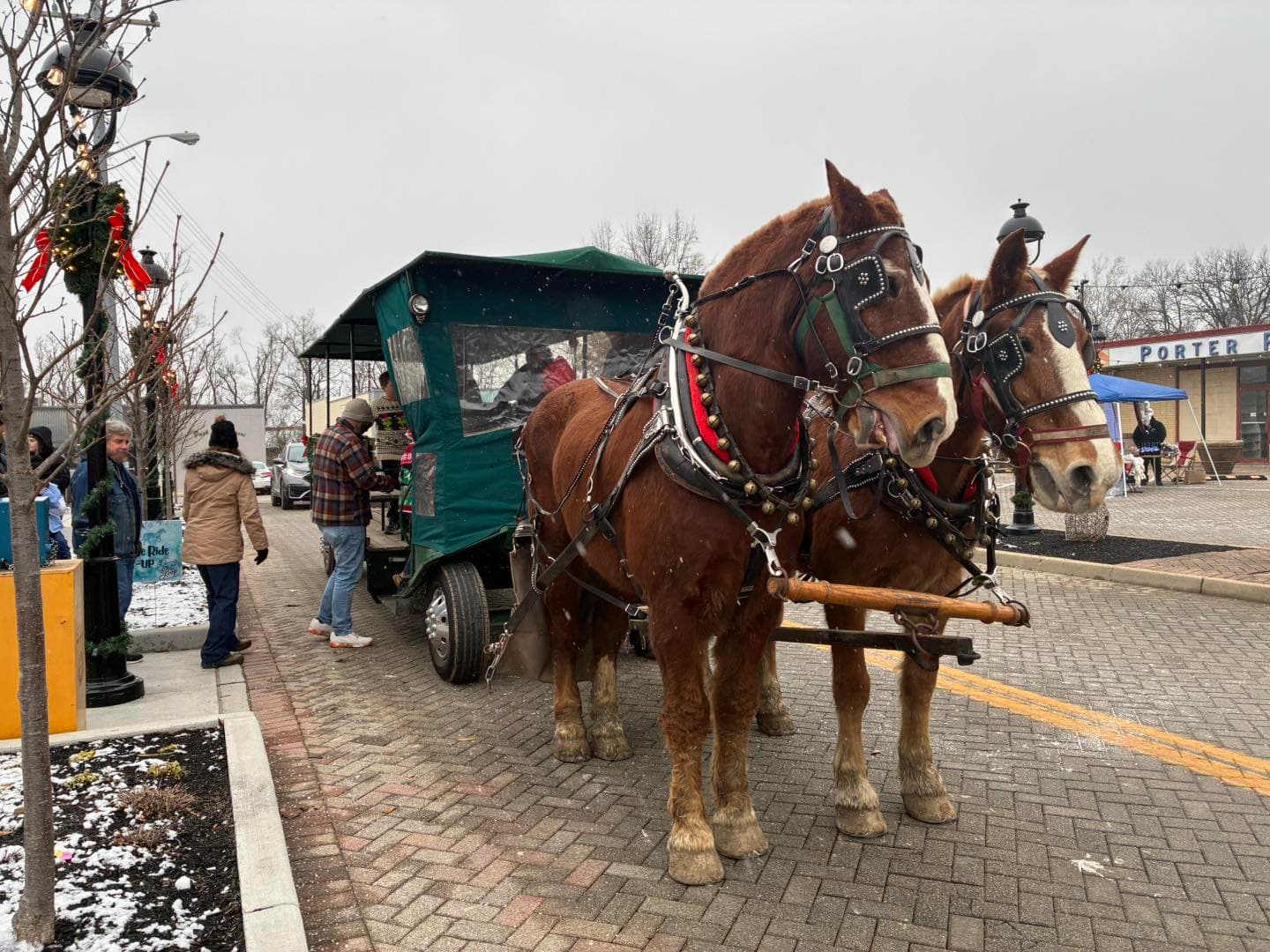 Elegant horse drawn carriage