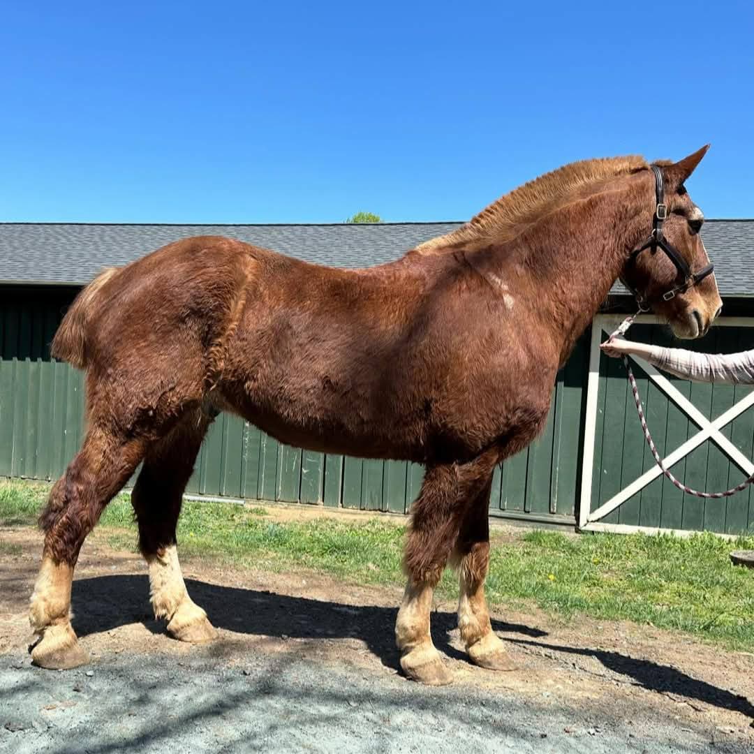 Elegant carriage ride experience